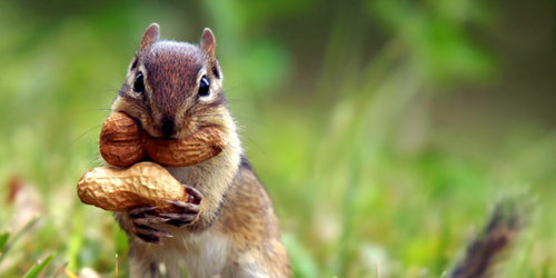 A squirrel caching nuts. (Photo: John Saddington)